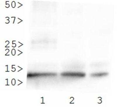 Western Blot: Histone H4 [ac Lys8] AntibodyBSA Free [NB21-2044]